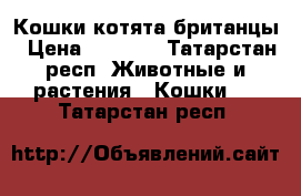Кошки котята британцы › Цена ­ 2 000 - Татарстан респ. Животные и растения » Кошки   . Татарстан респ.